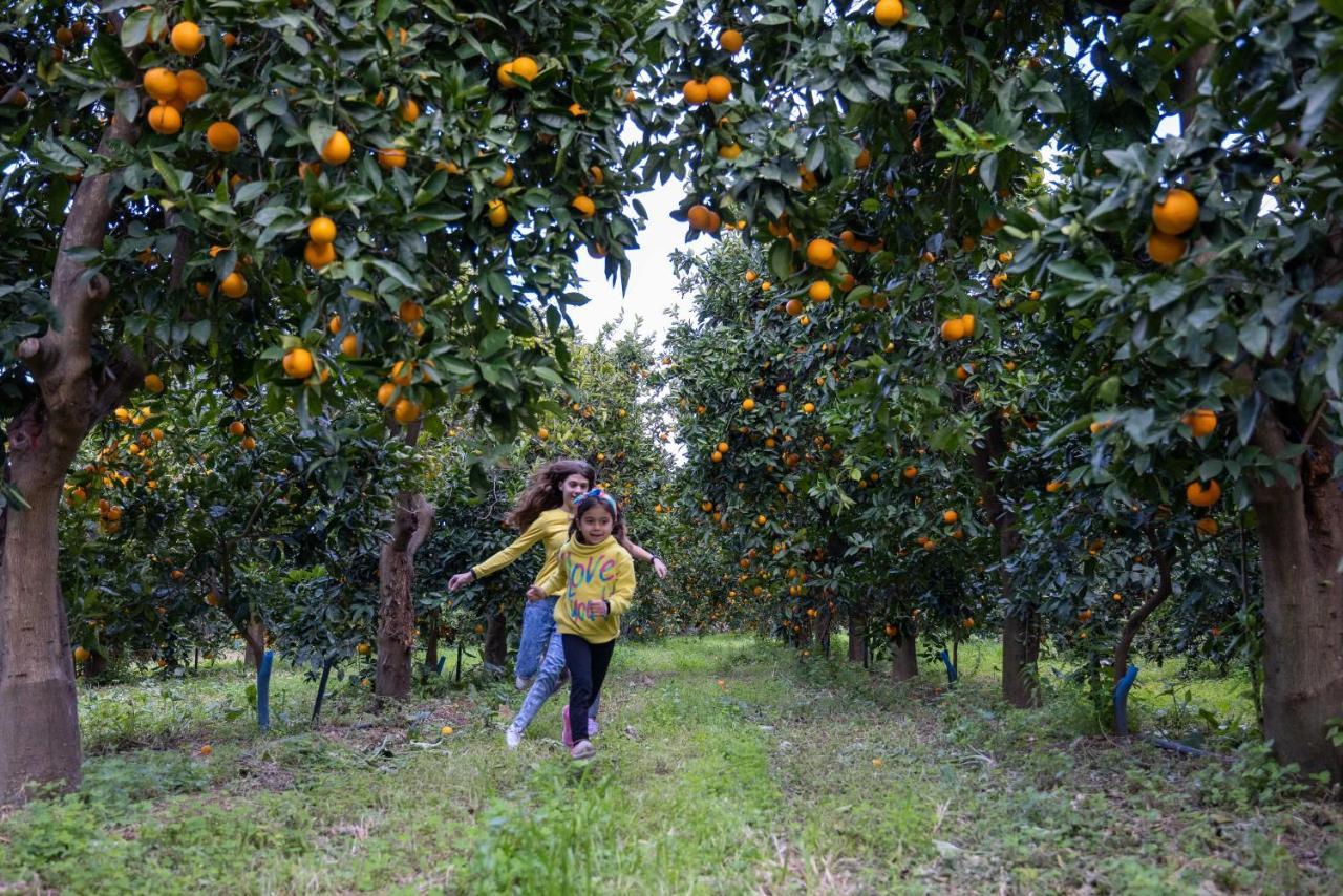 Desa Green Homes Epidaurus المظهر الخارجي الصورة